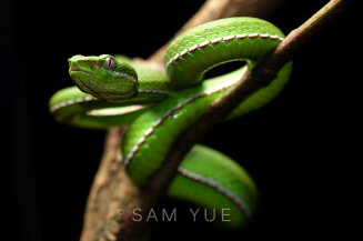 Green tree viper, Taiwan